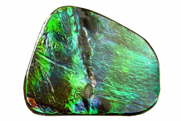 Iridescent Ammolite (Fossil Ammonite Shell) - Alberta #279951
